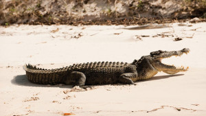 Kimberley Quest crocodile