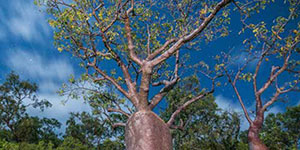 Reef Prince boab tree