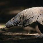 Silversea Komodo Dragon