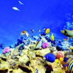 Silversea Lizard Island