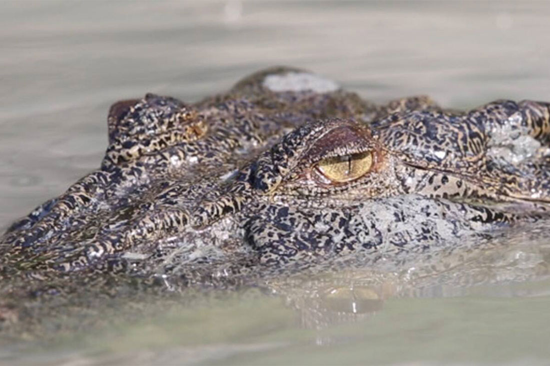 Seabourn kimberley crocodile