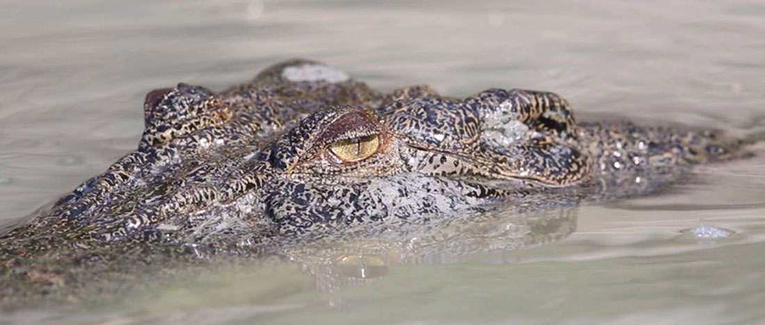 Seabourn kimberley crocodile