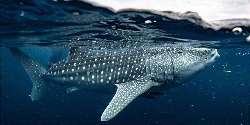 spotted fish underneath surface of water