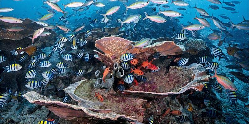 coral filled with tropical fish