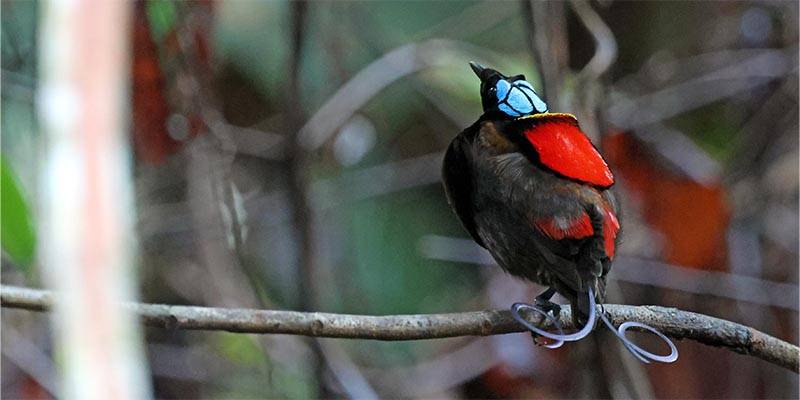 Small colourful bird