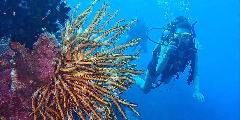 scuba diving near coral