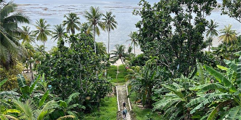 Tropical trees near a beach