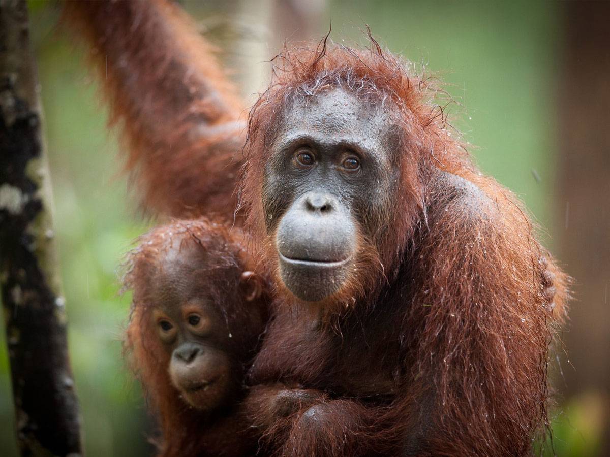 Two orangutans in a tree
