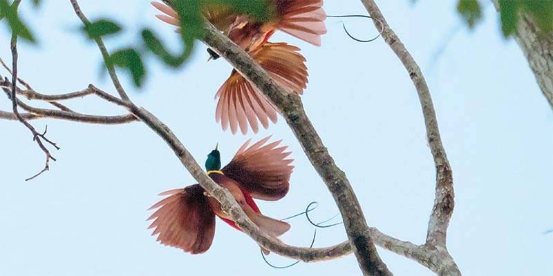 Colourful birds in a tropical setting