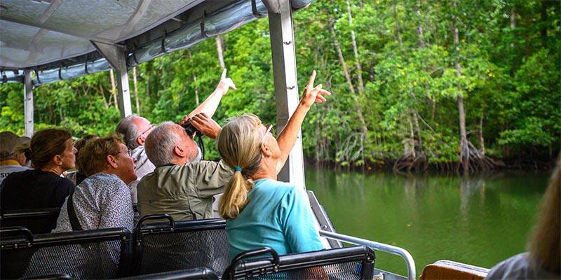 people on a boat looking up at trees in a mangrove