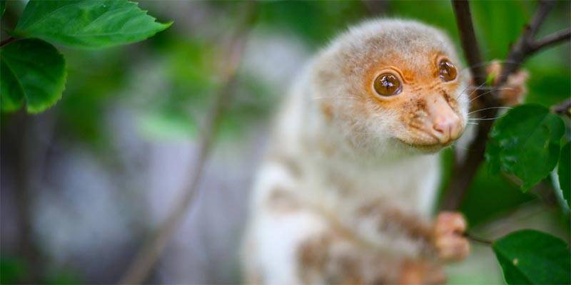 Large eyed marsupial